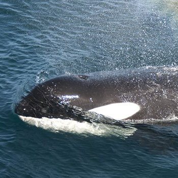 A killer whale surfaces at Marion Island